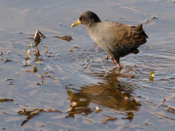 <h3><a href="/trips/safari/biota/animalia/chordata/aves/023 gruiformes/003 rallidae/amaurornis flavirostra/amaurornis flavirostra-nl.html">Amaurornis&nbsp;flavirostra</a> / Black&nbsp;crake / Zwart&nbsp;porseleinhoen</h3>OM-1 met M.40-150mm F2.8 + MC-14, 1/1000 sec  bij F4.0, ISO 500, afstand 11.6&nbsp;m